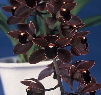 Cymbidium Cali Night "Geyserland"Small Plant
