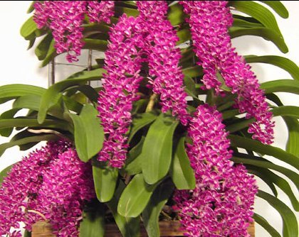 Rhynchostylis gigantea