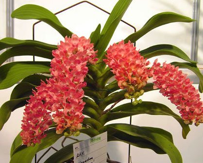 Rhynchostylis gigantea "Peach"