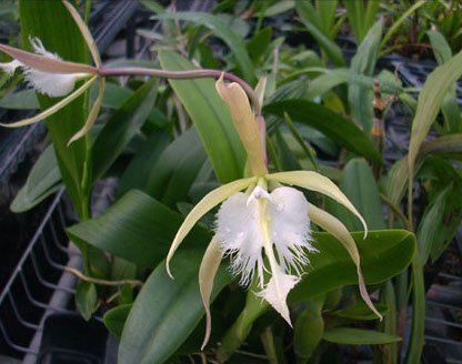 Epidendrum ciliare x Brassavola digbyana