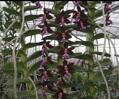 Trichoglottis philippinensis "Big"