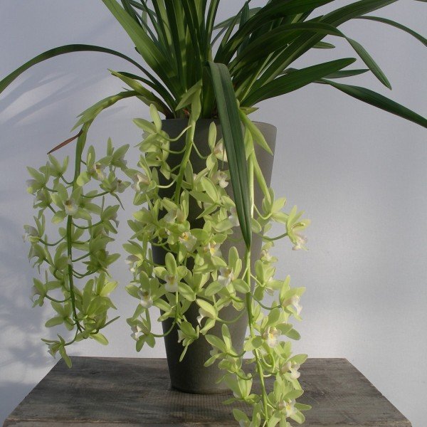 Cymbidium Sarah Jean "Jennifer"