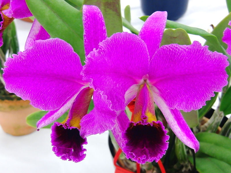 Cattleya percivaliana forma rubra 'Veneno' (Big)