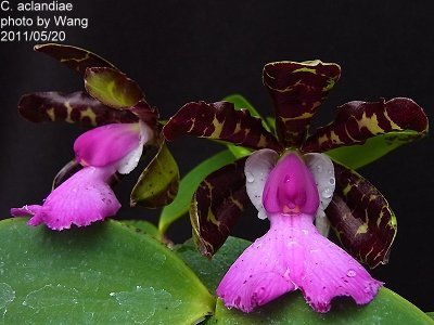 Cattleya aclandiae "Tripp Johnston"