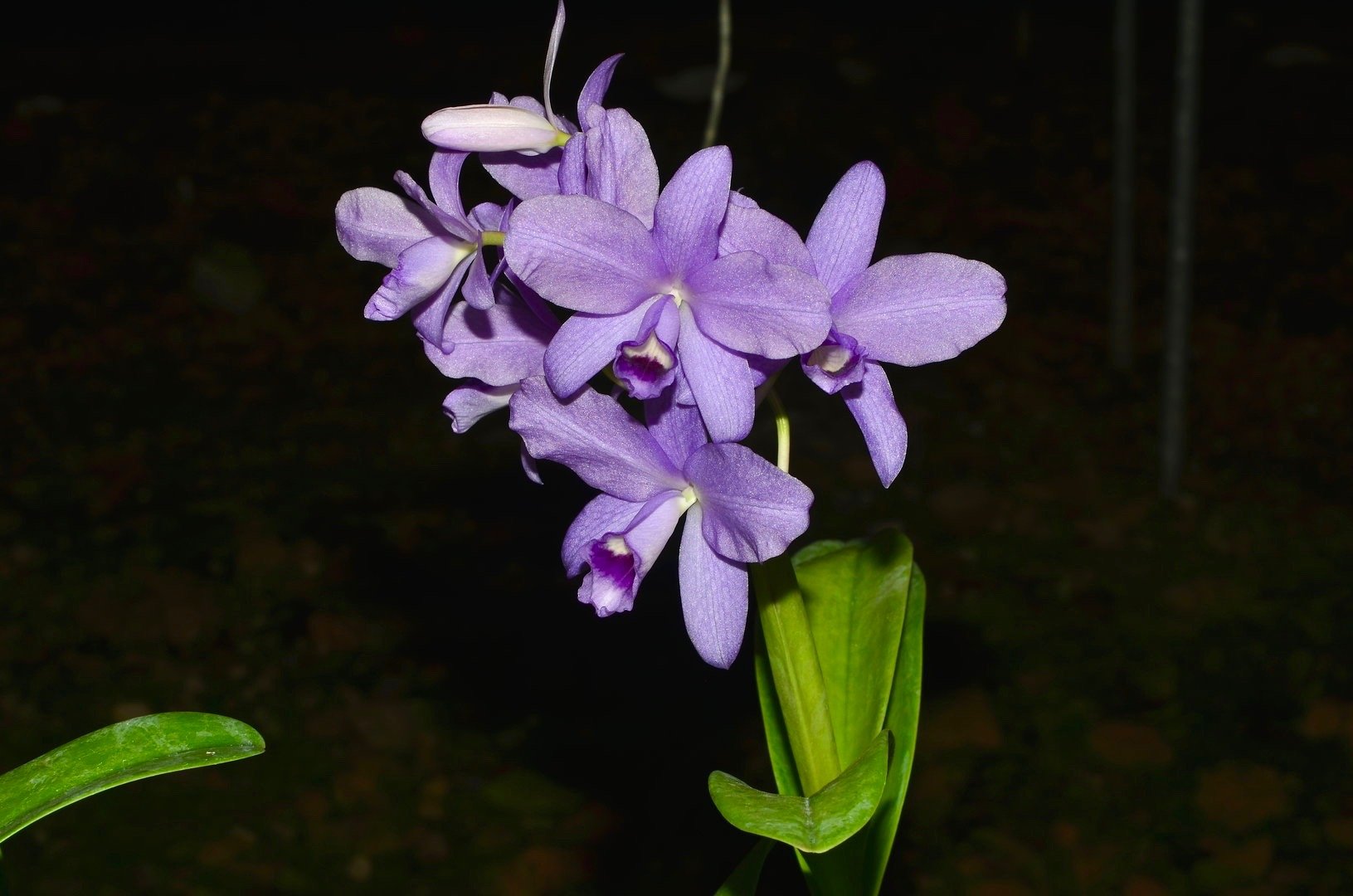 Cattleya bowringiana coerulea