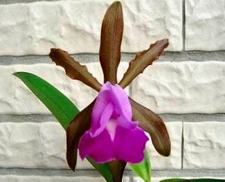Cattleya dormaniana
