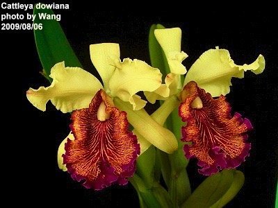 Cattleya dowiana var. aurea