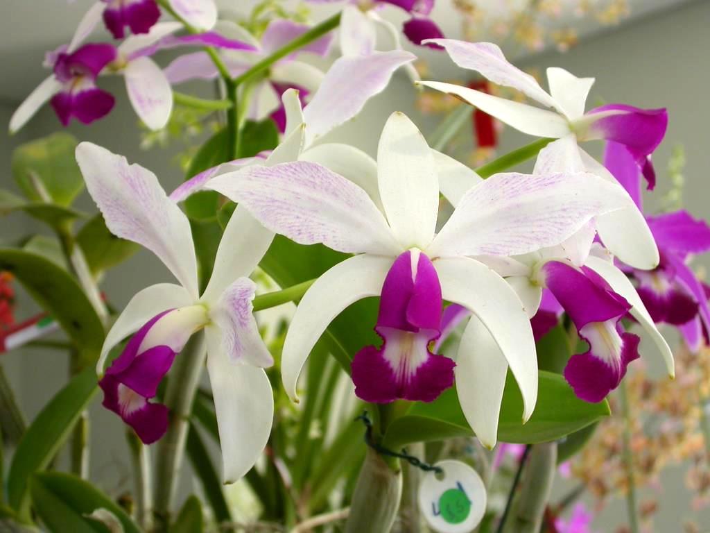 Cattleya violacea semi alba