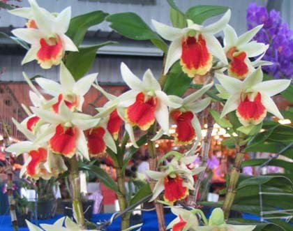 Dendrobium Frosty Dawn "Red Lip"