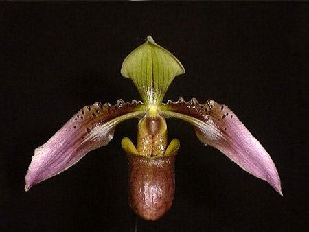 Paphiopedilum cerveranum