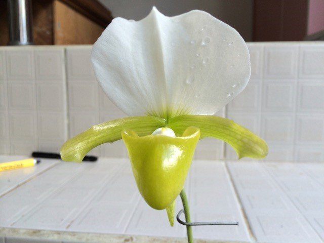 Paphiopedilum charlesworthii alba "Select one from 2nd generation"