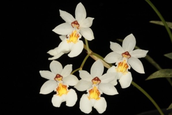 Chelonistele Maximae-Reginae