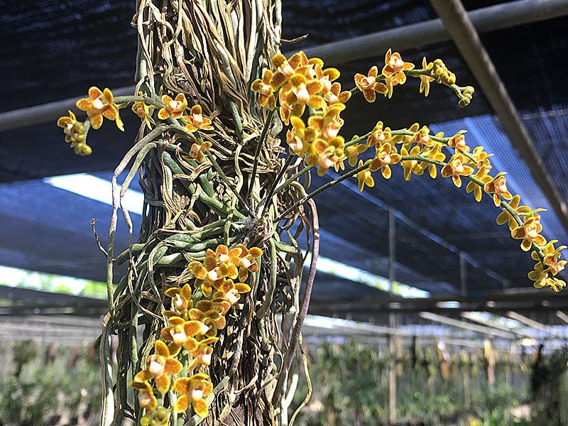 Chiloschista nakornpanomensis