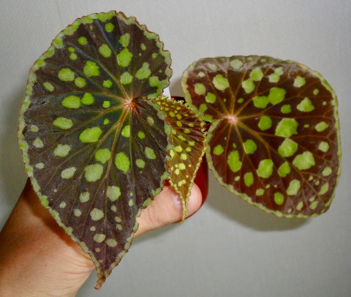 Begonia chlorosticta "Red"
