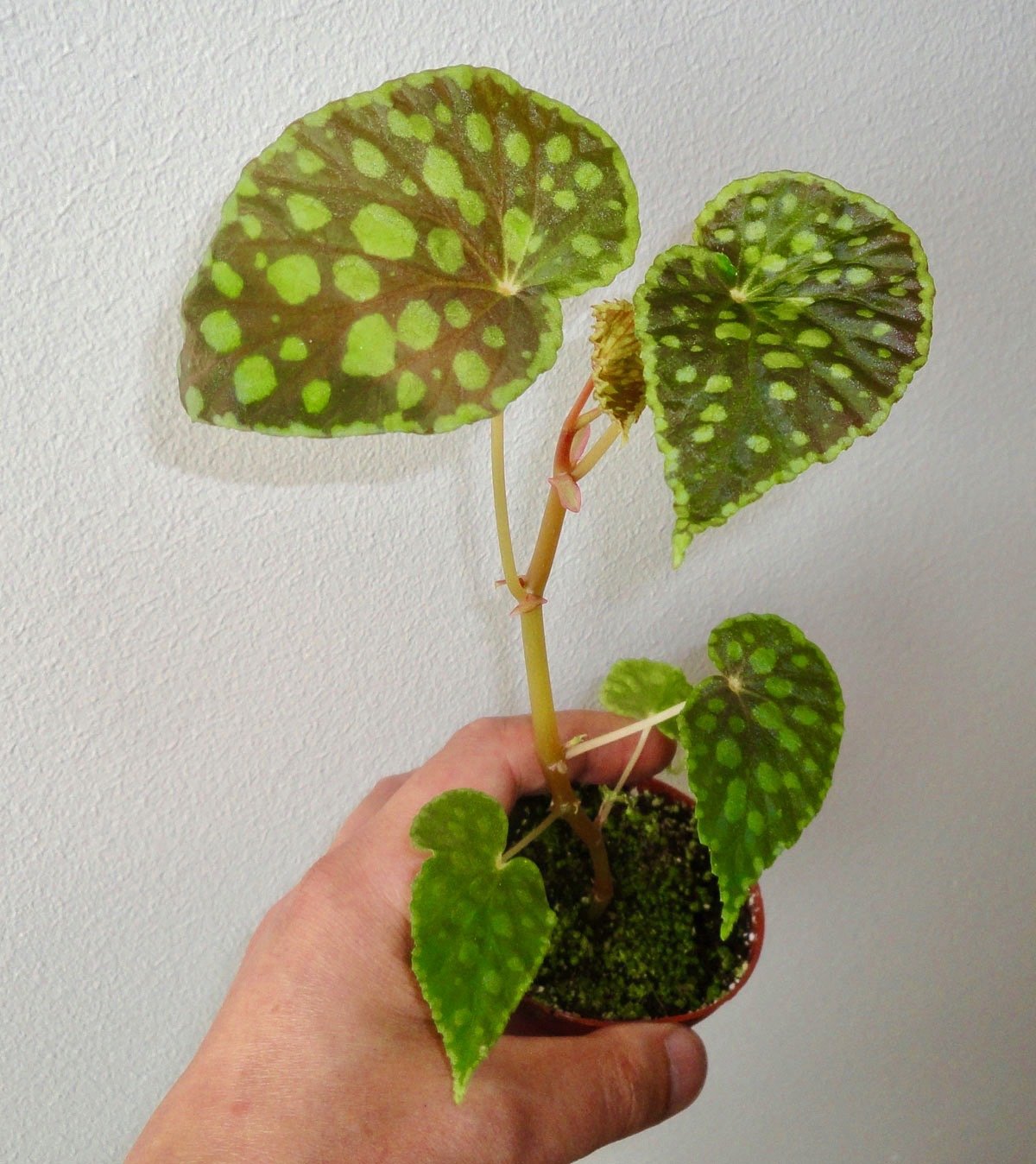 Begonia chlorosticta "Red"