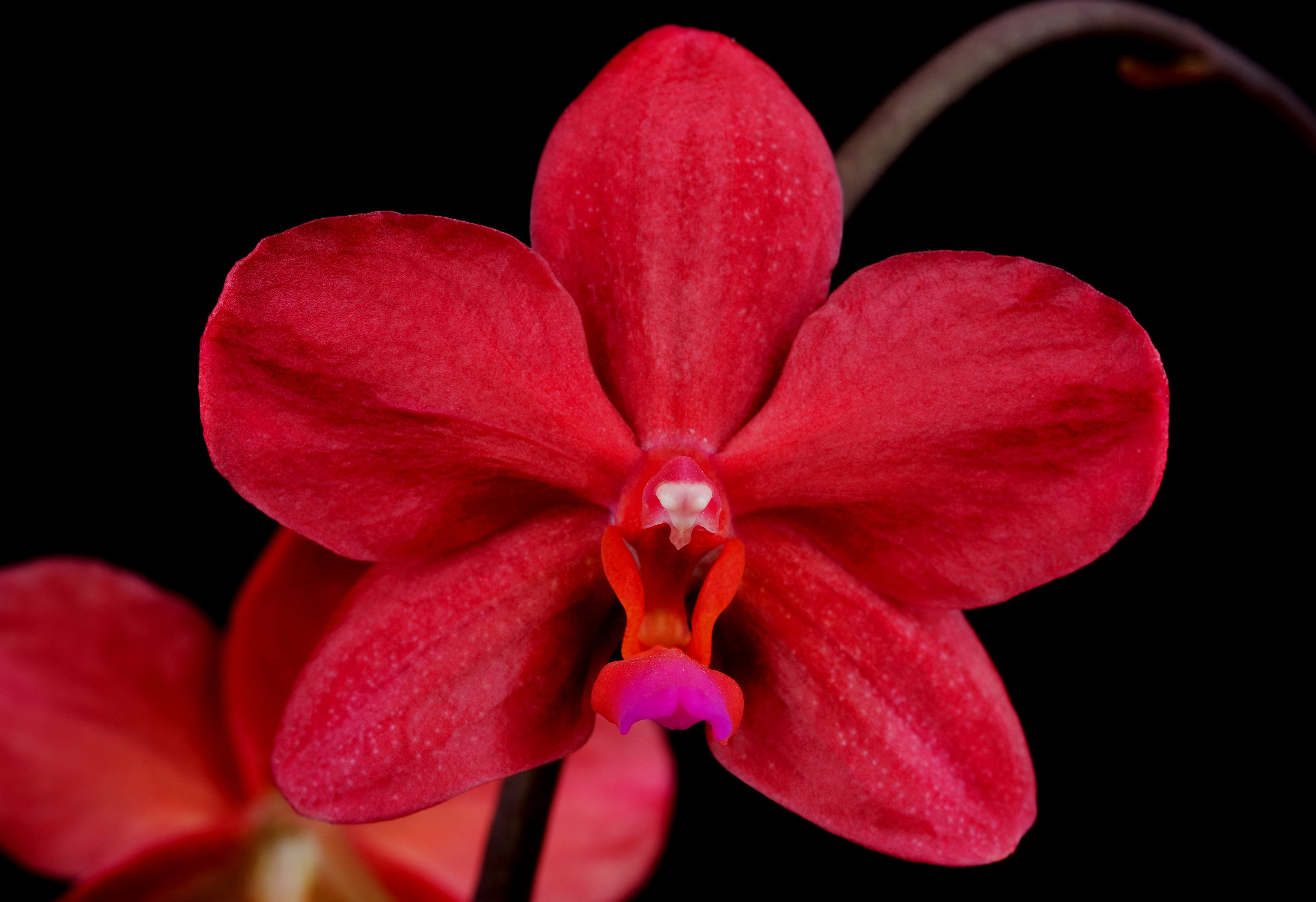 Phalaenopsis Buddha's Treasure