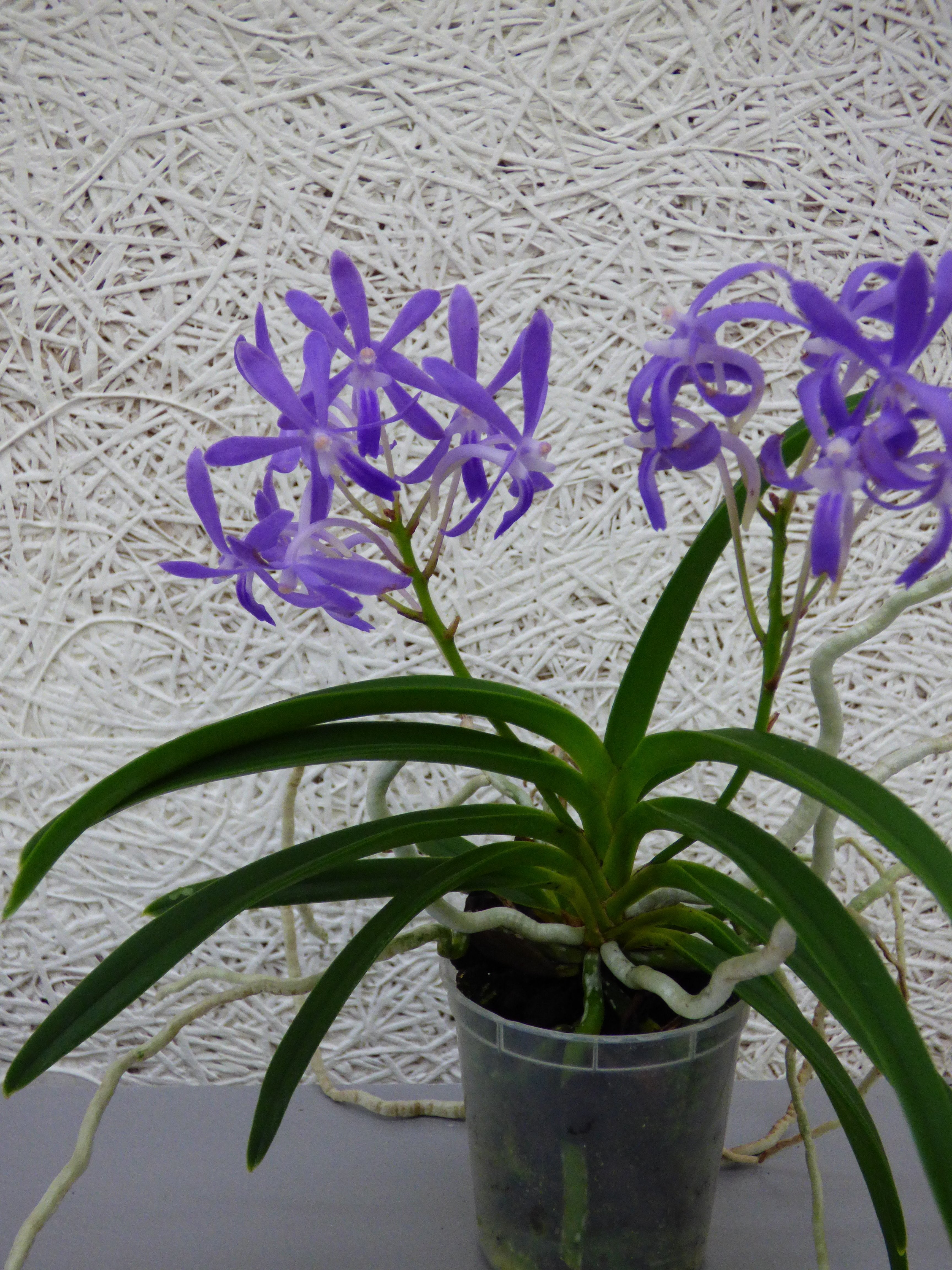 Neostylis ''Blue Moon Big''