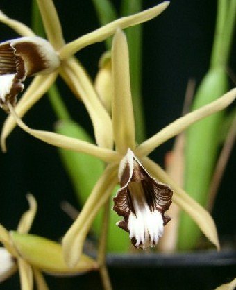 Coelogyne dayana