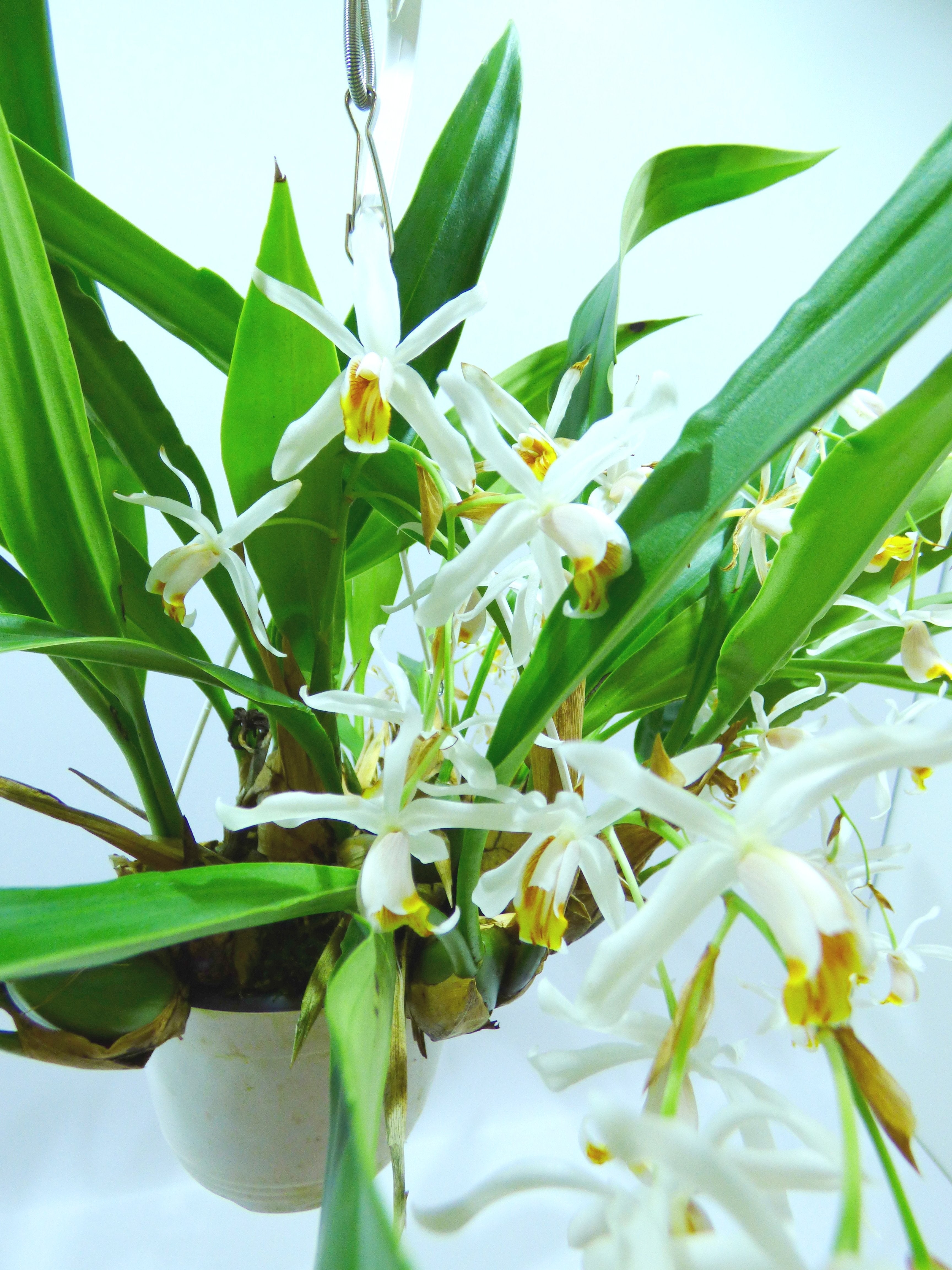 Coelogyne flaccida "Big"