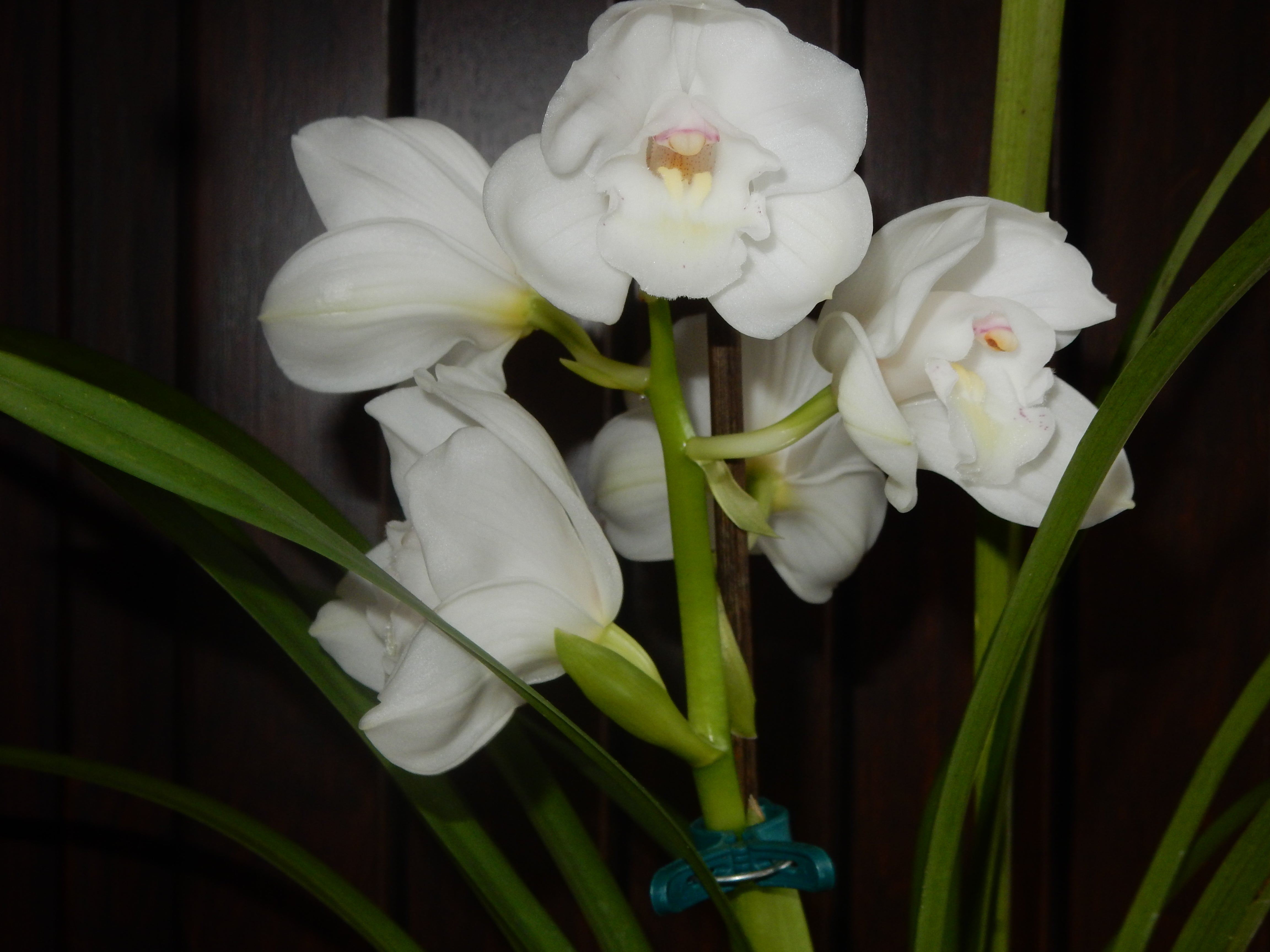 Cymbidium Great Flower "Marie Laurencin"