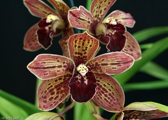Cymbidium Pinata "Black Hole"