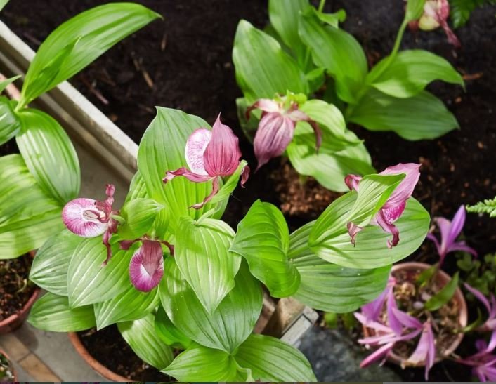 Cypripedium Macra Pink "Big Plant"