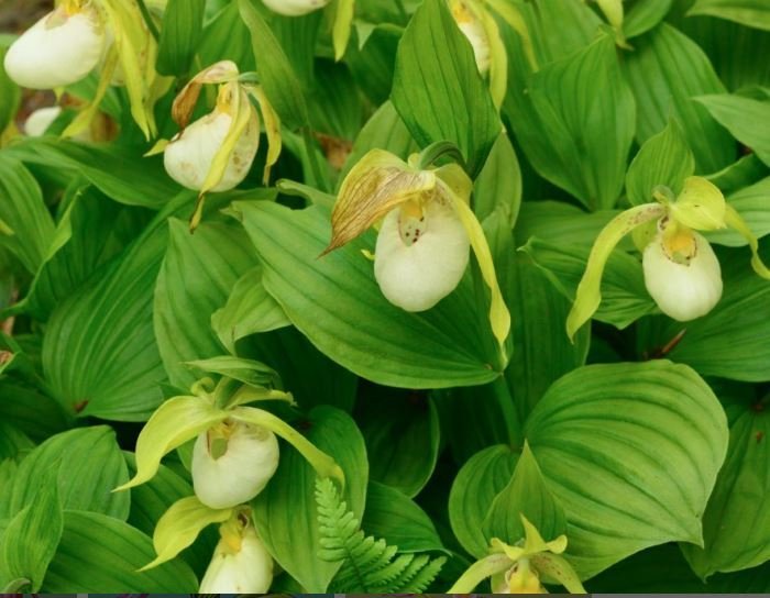 Cypripedium Macra "White / Light Pink"