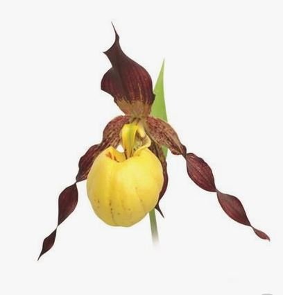 Cypripedium Emil