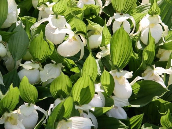 Cypripedium Macra "White / Light Pink"