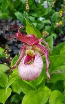 Cypripedium Macra Pink "Big Plant"