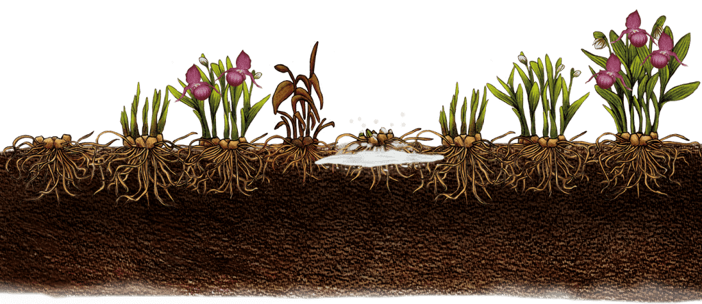 Cypripedium Macra Rosa "Groß pflanze"