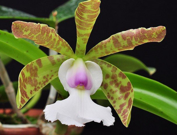 Cattleya aclandiae "Tripp Johnston"