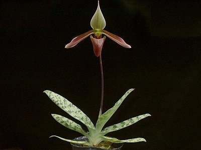 Paphiopedilum dayanum