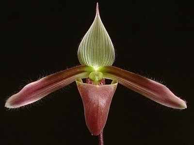 Paphiopedilum dayanum