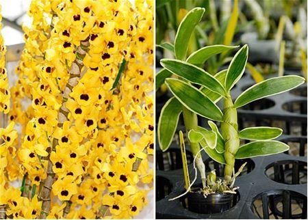 Dendrobium Golden Blossom "Variegated Blatt"