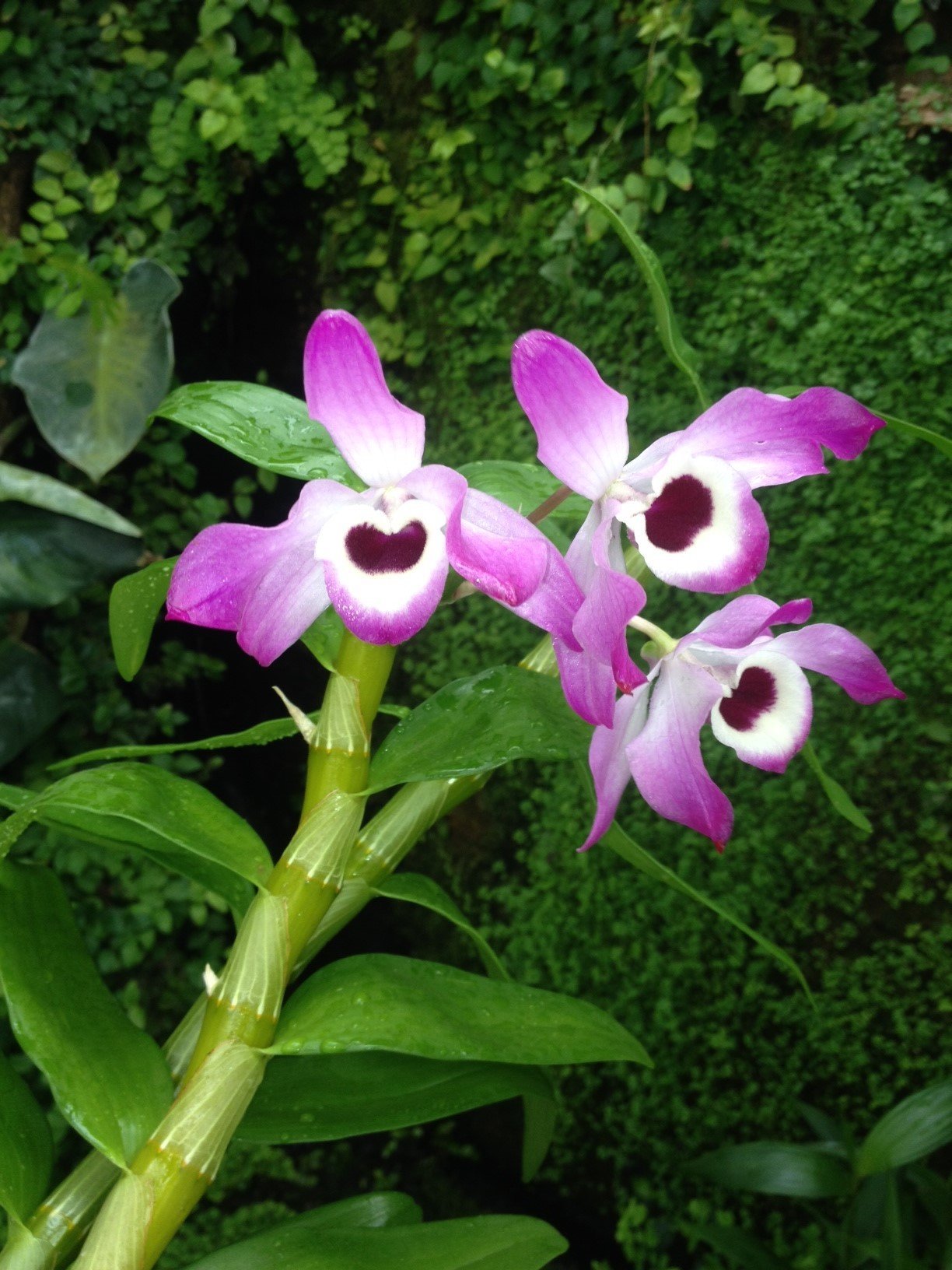 Dendrobium nobile