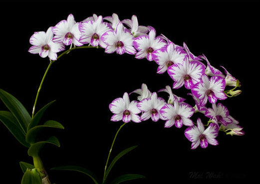 Dendrobium Enobi Stripe Pink Splash x Dendrobium Enobi Stripe Purple Splash
