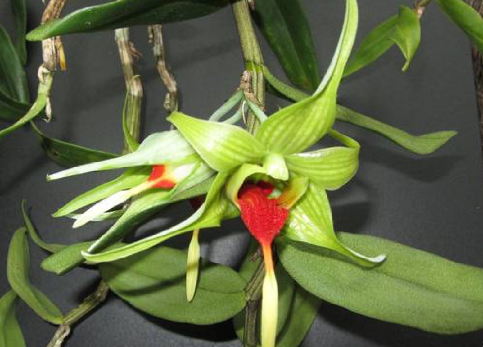 Dendrobium tobaense giganteaum