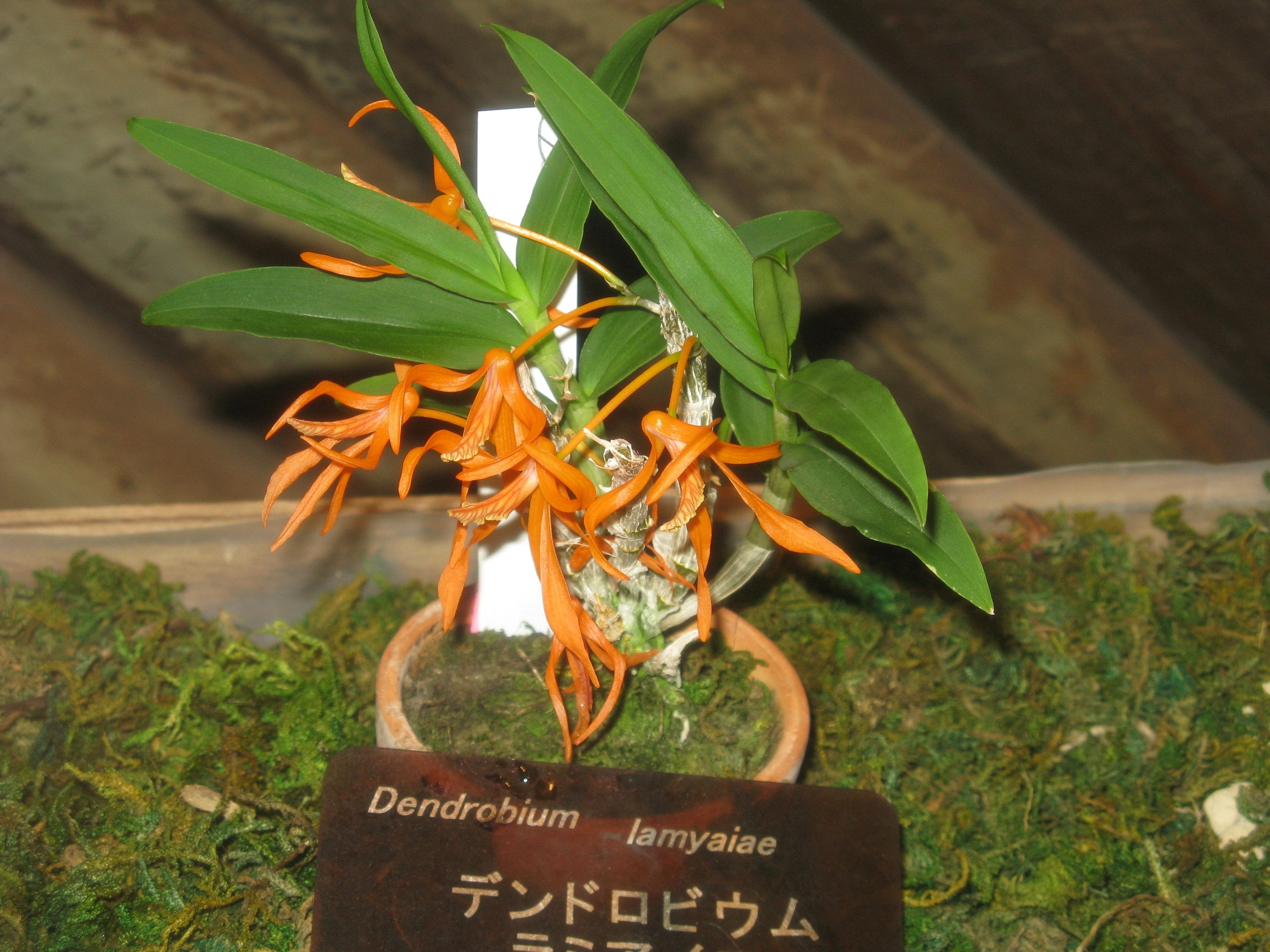 Dendrobium lamyaiae (Small Plant)