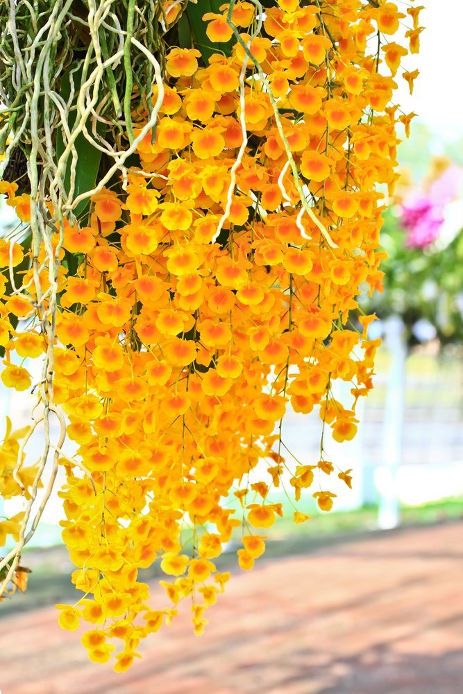 Dendrobium lindleyii ‘Big Plant’