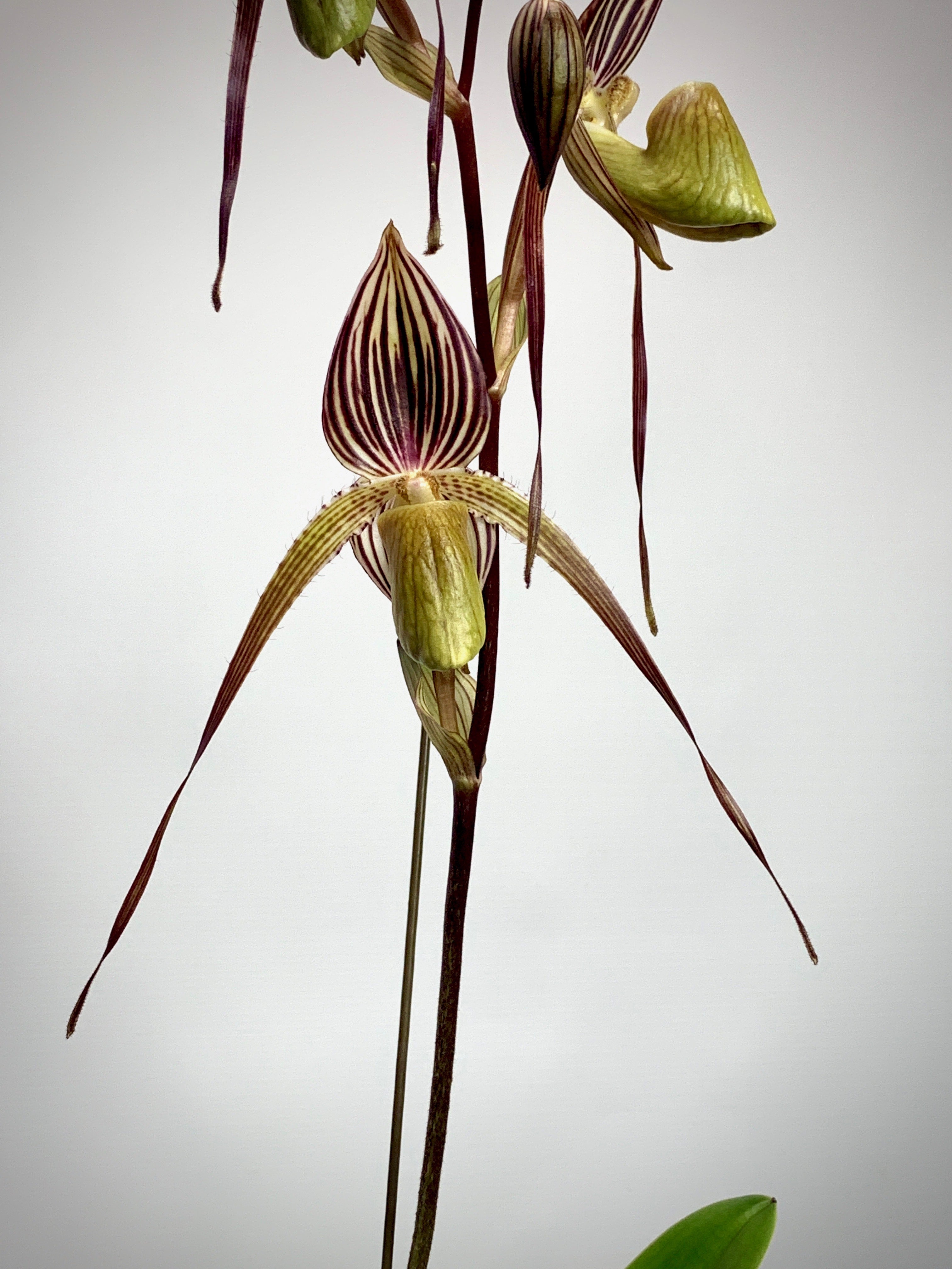 Paphiopedilum St.Swithin x adductum ''Dark''