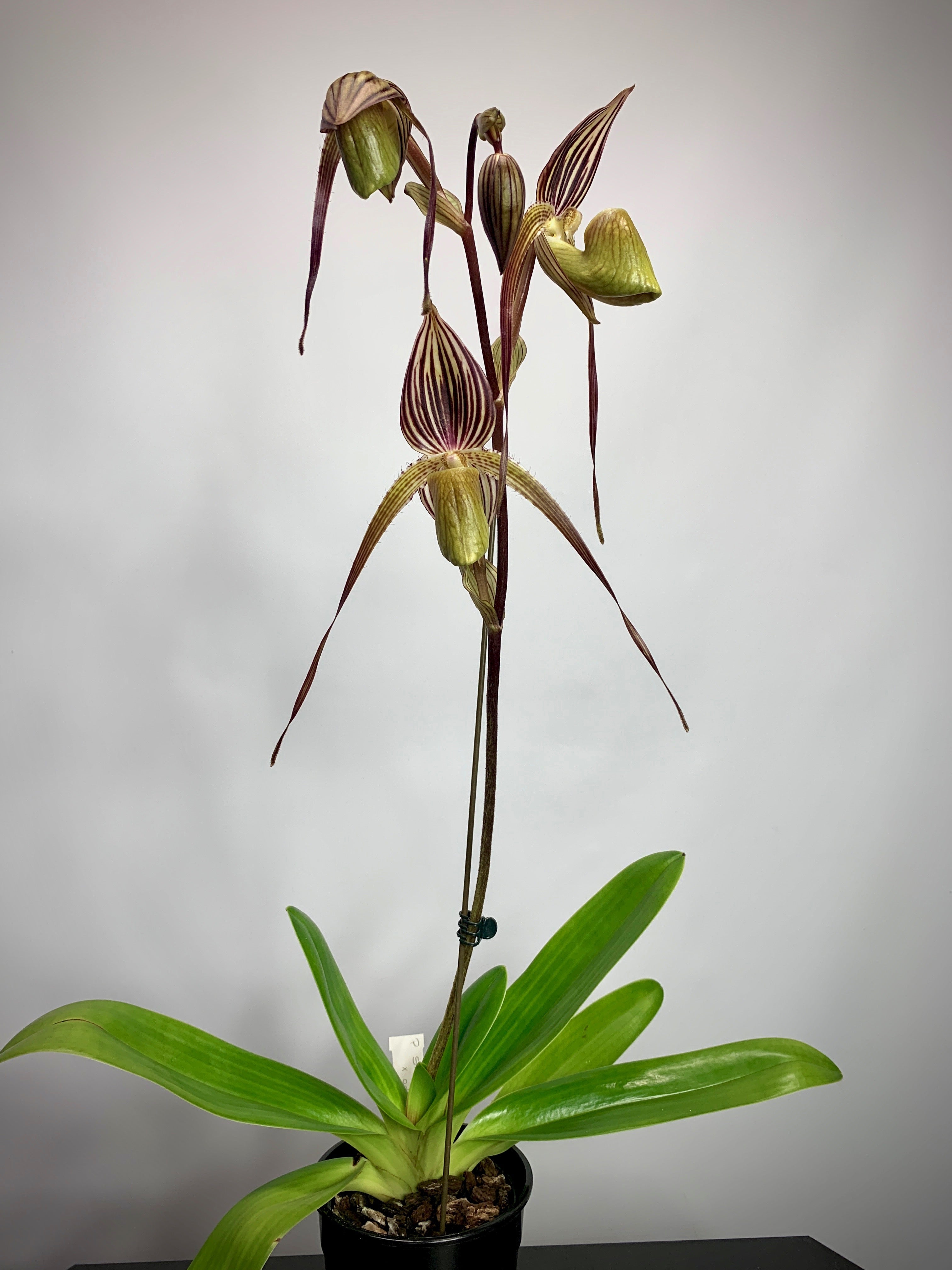 Paphiopedilum St.Swithin x adductum ''Dark''