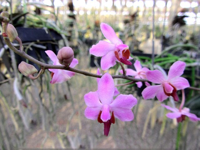 Doritis pulcherrima var marmorata with light pink flowers and a reddish lip