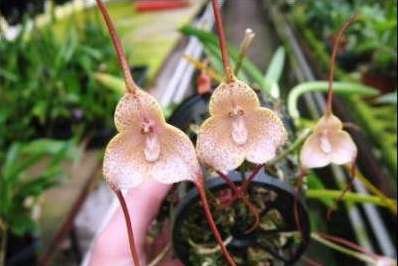Dracula psittacina (aaporchidee)