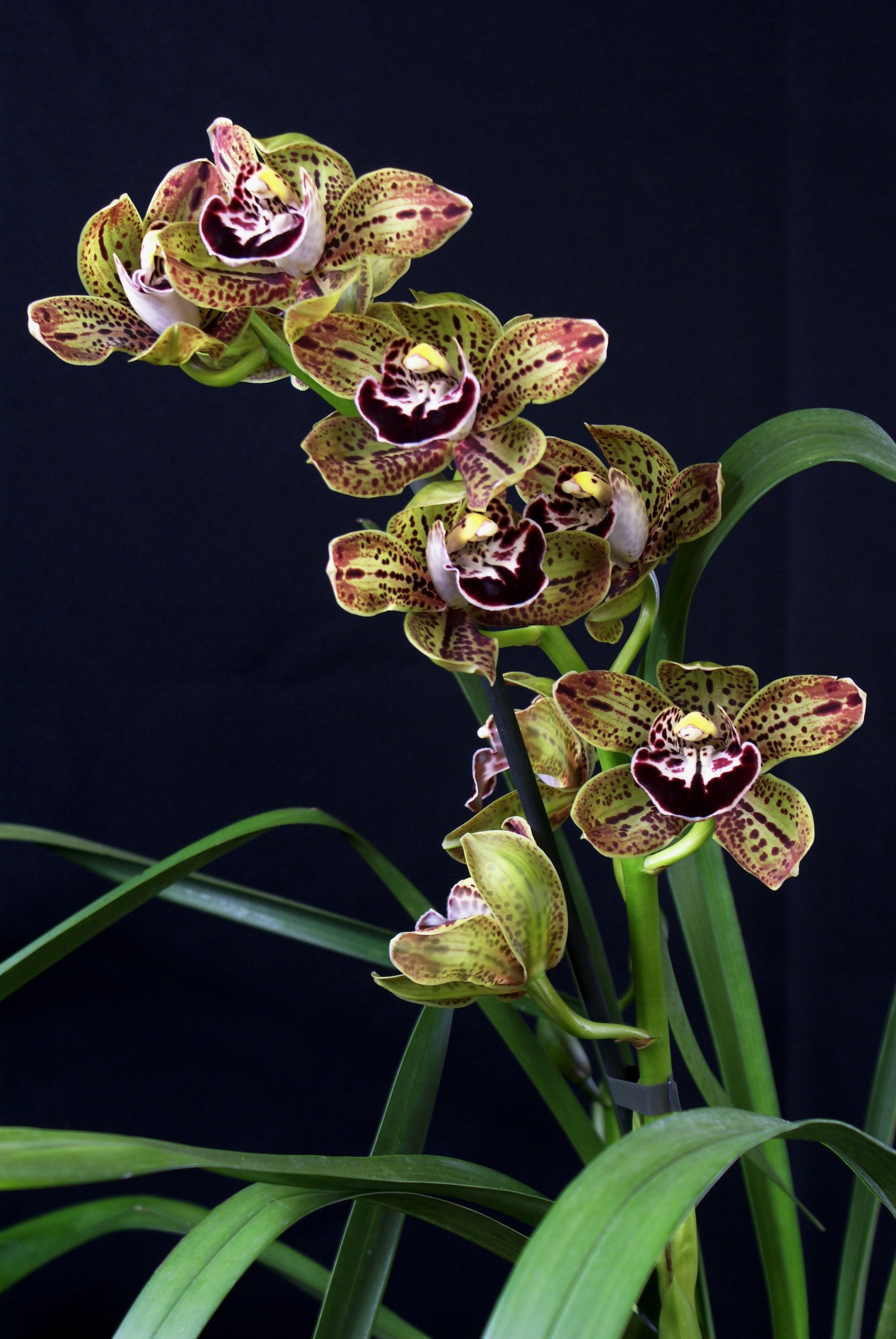 Cymbidium Harriet Ishitani "Big"