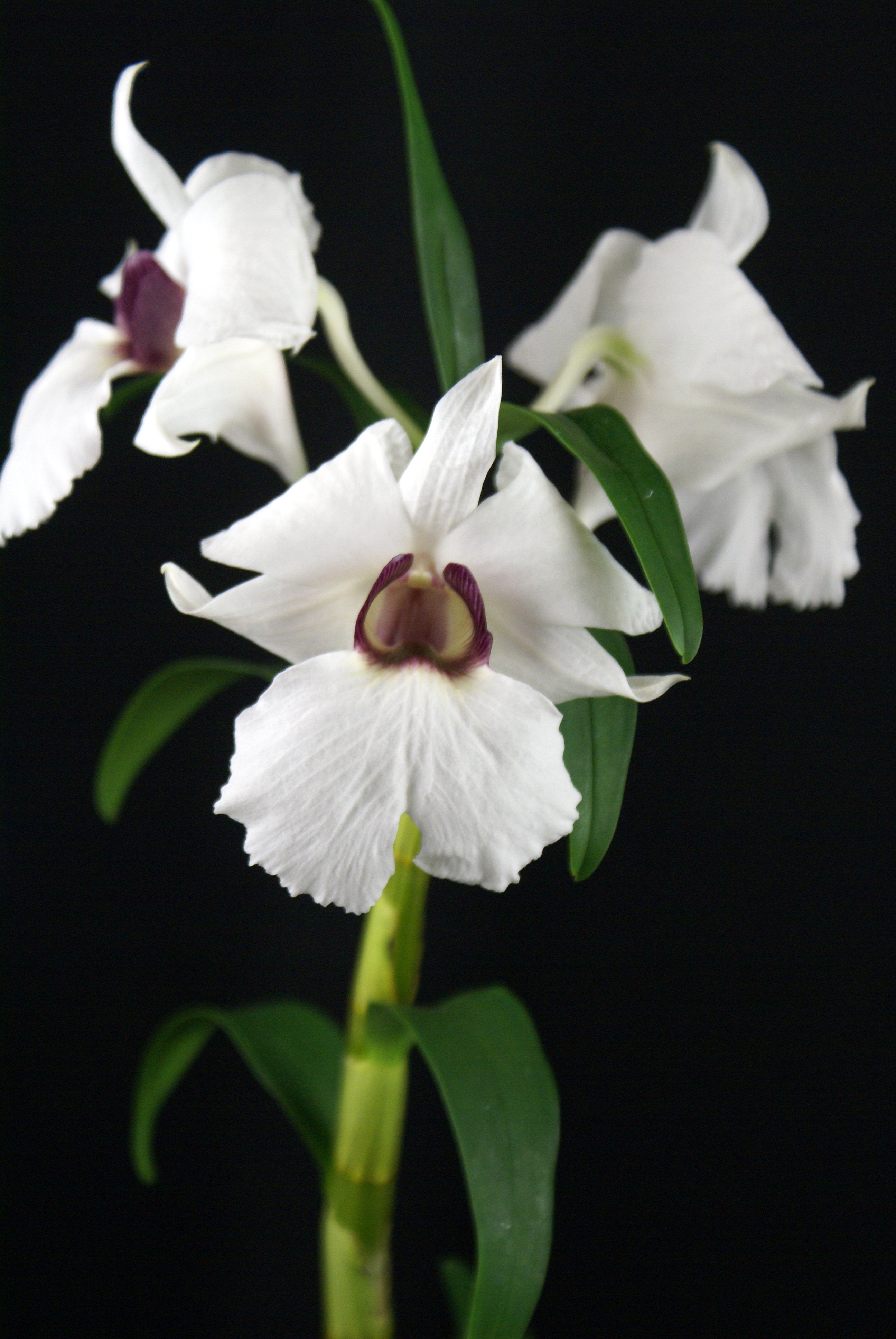 Dendrobium sanderae var. major