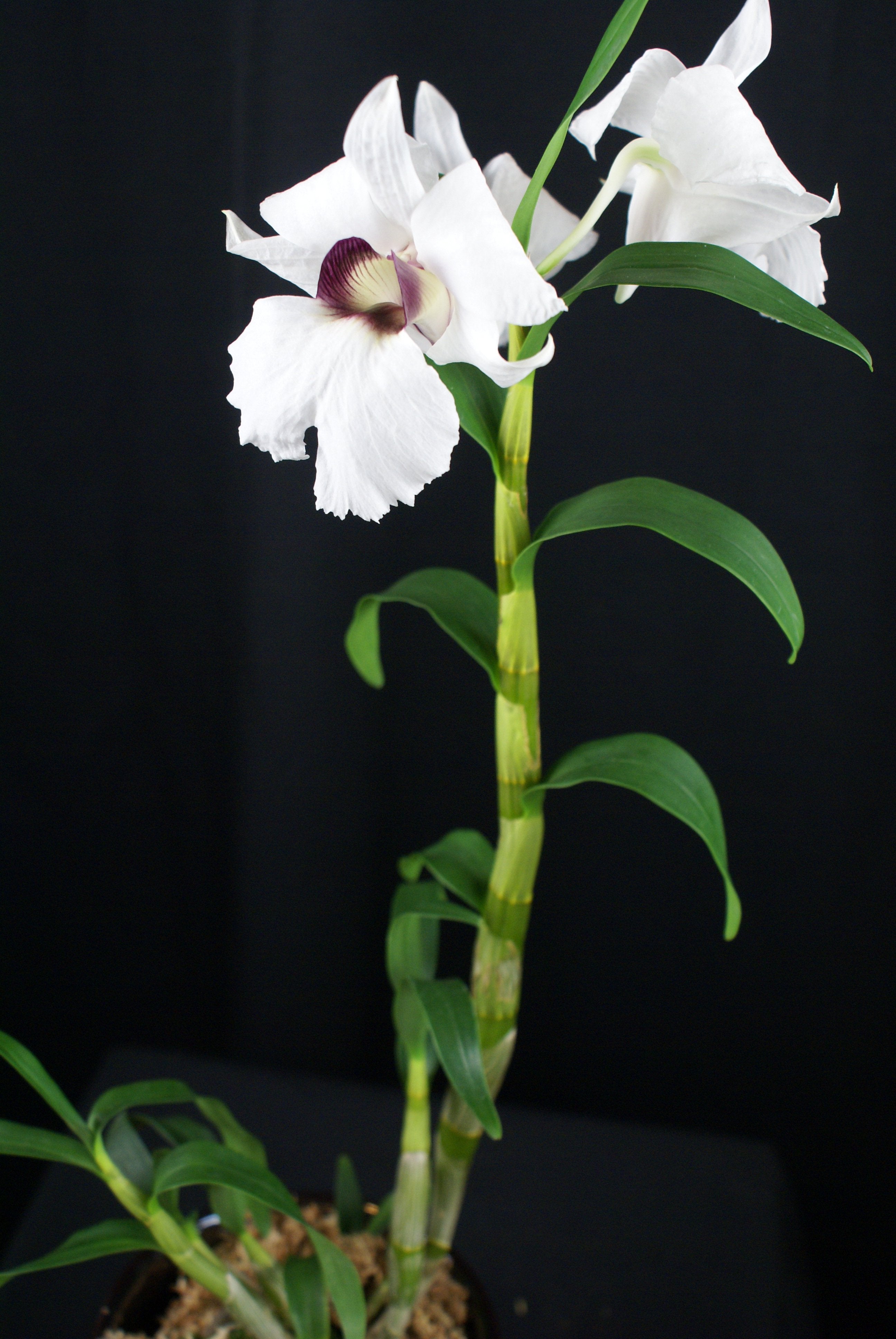 Dendrobium sanderae var. major