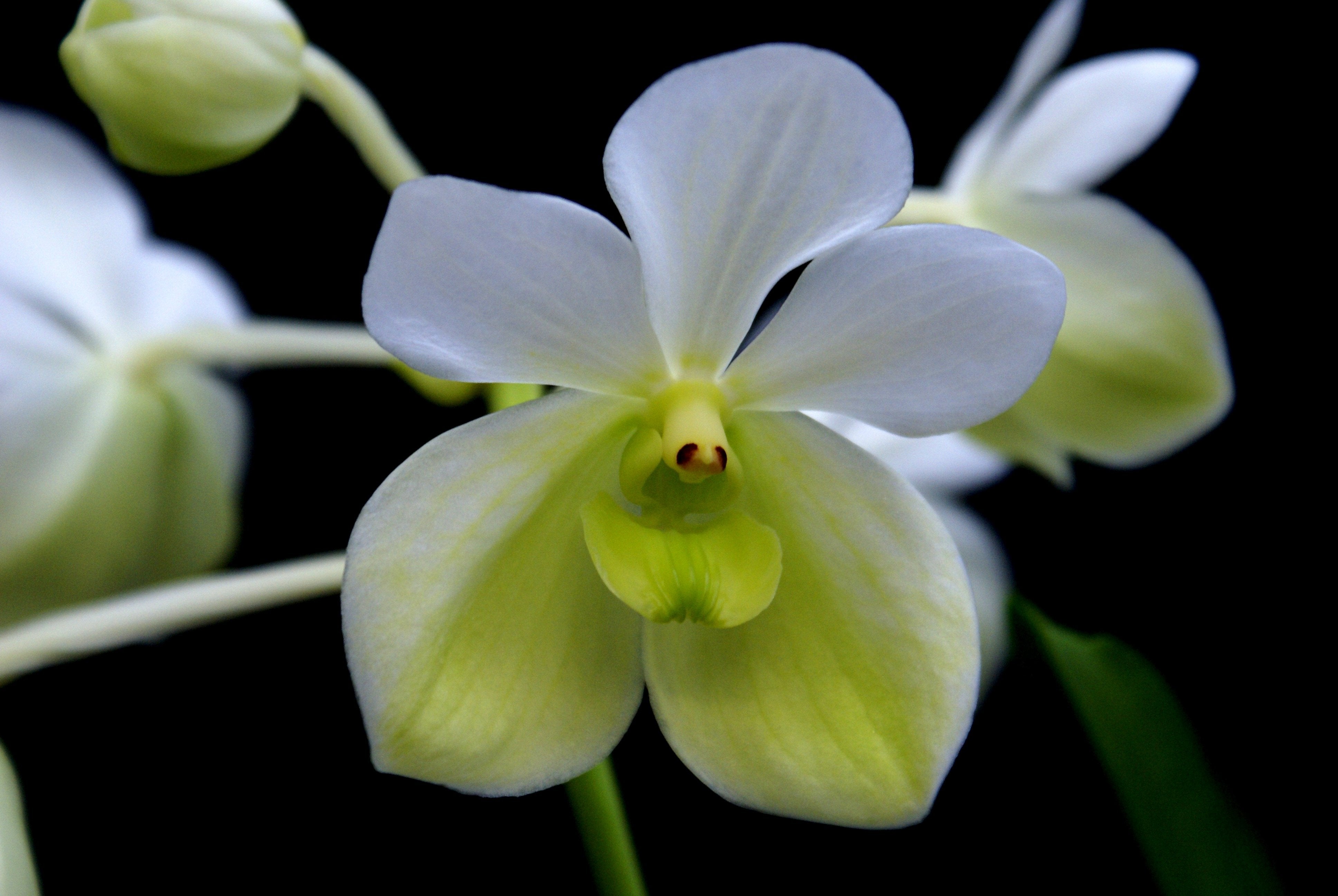 Vanda sanderiana var. alba