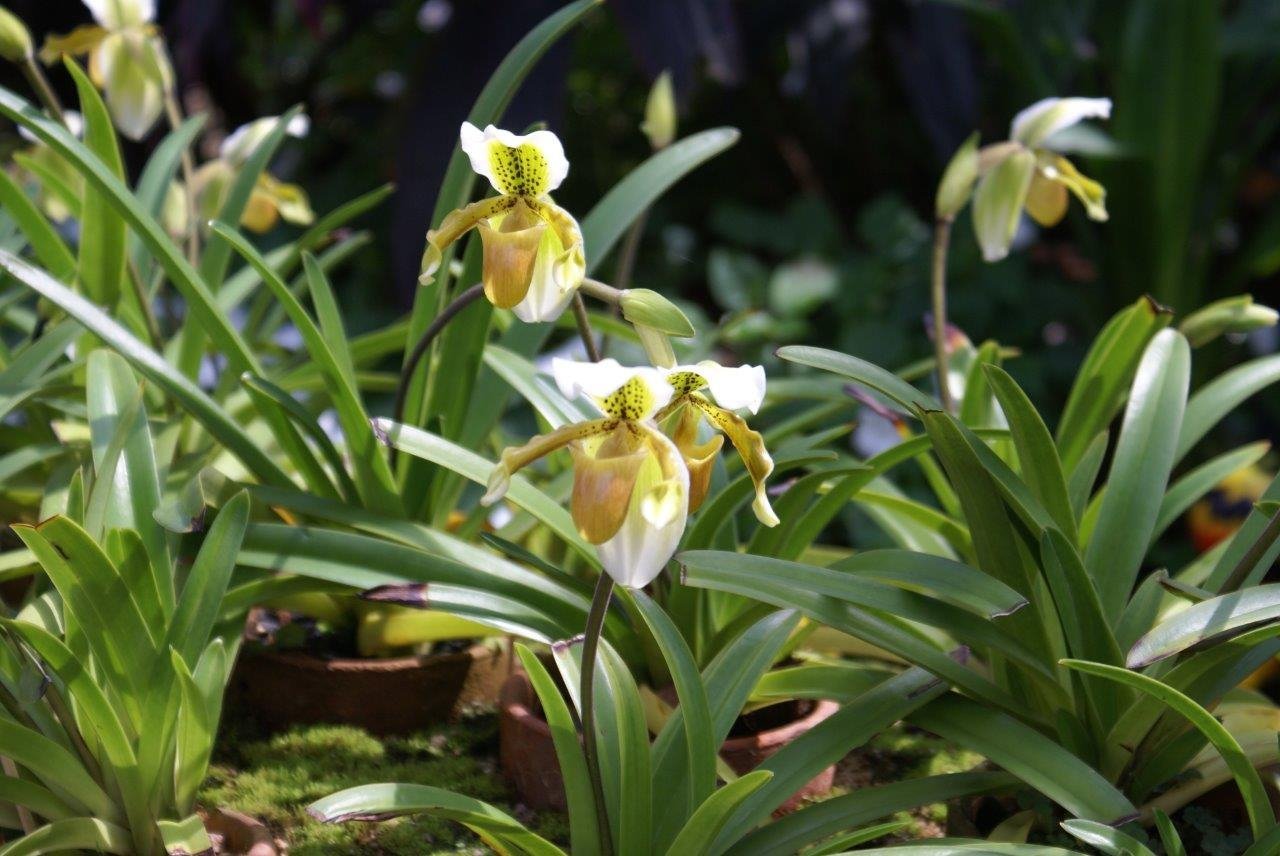 Paphiopedilum exul (Big Plant)