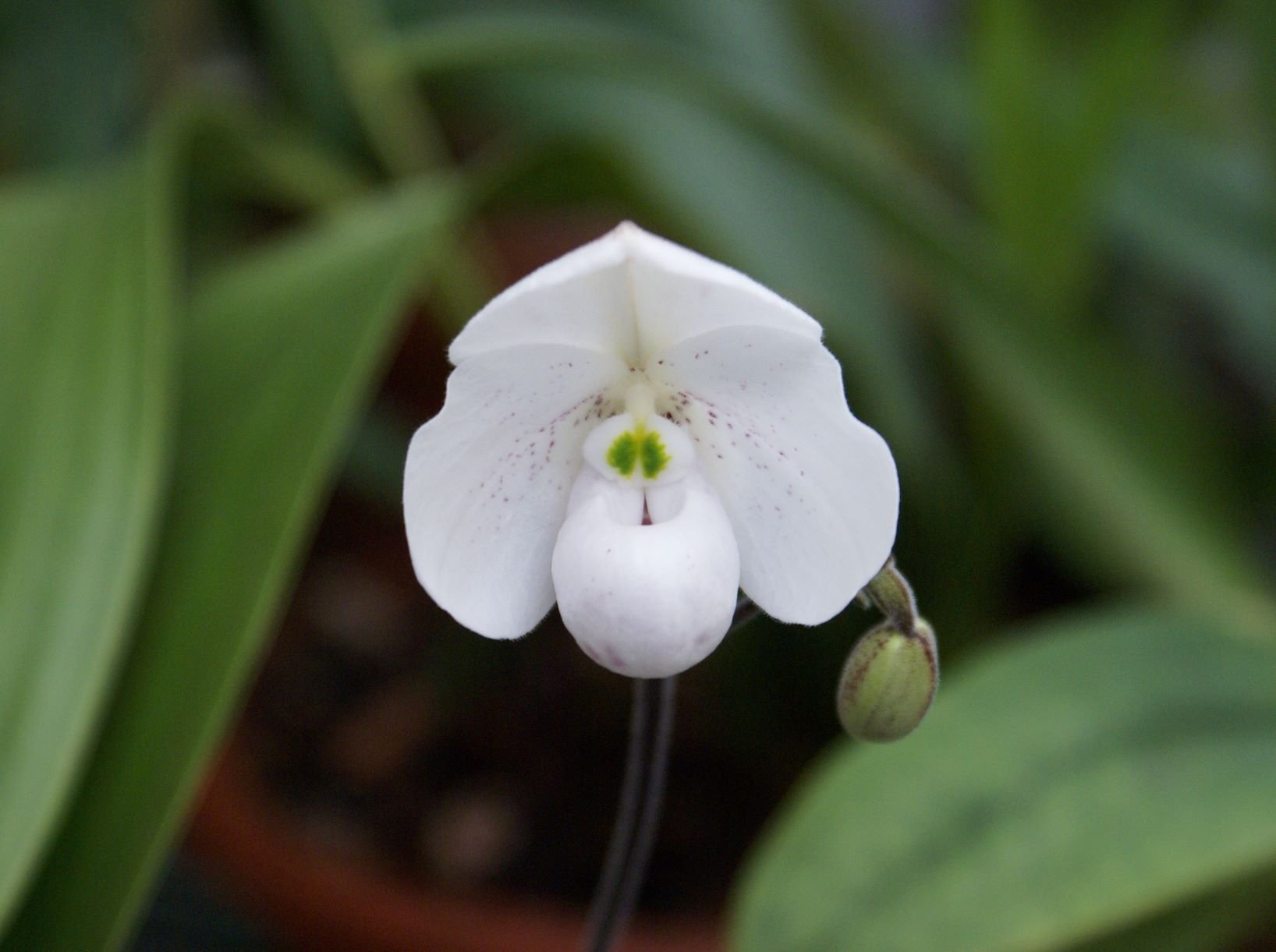 Paphiopedilum thaianum